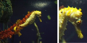 spiny seahorse                  